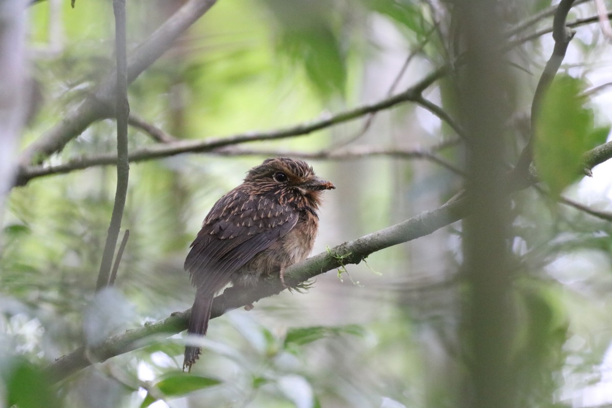 Crescent-chested Puffbird (Greater) - ML610019044