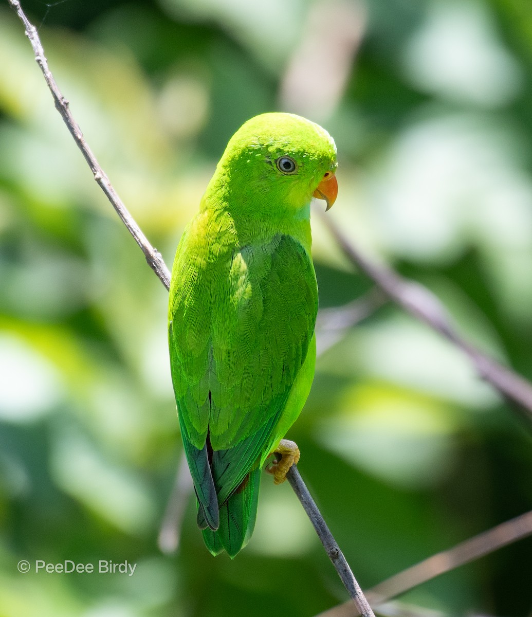 Frühlingspapageichen - ML610019049