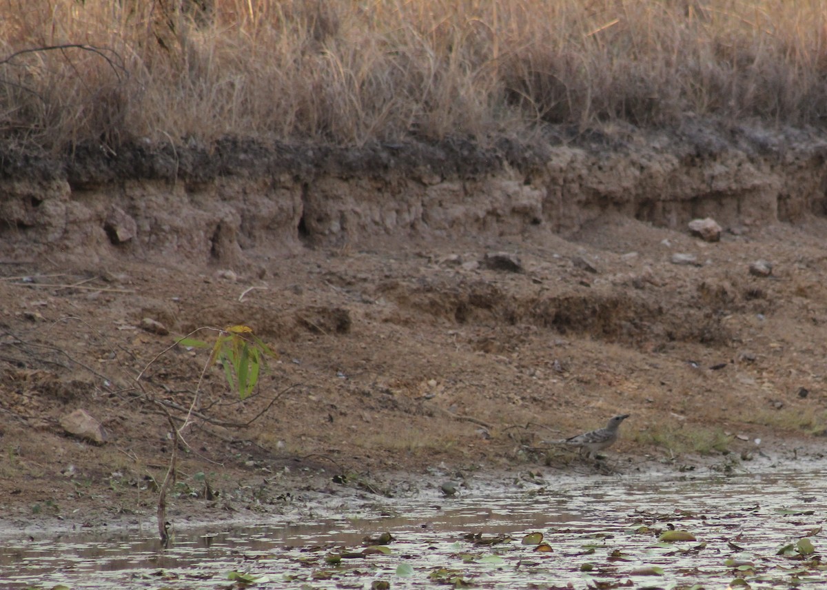 Great Bowerbird - ML610019050