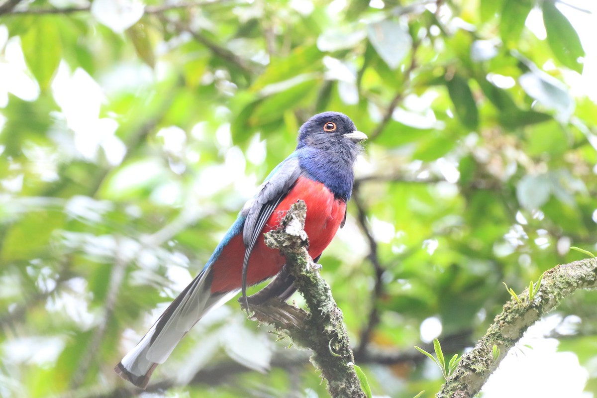 trogon surucua - ML610019052