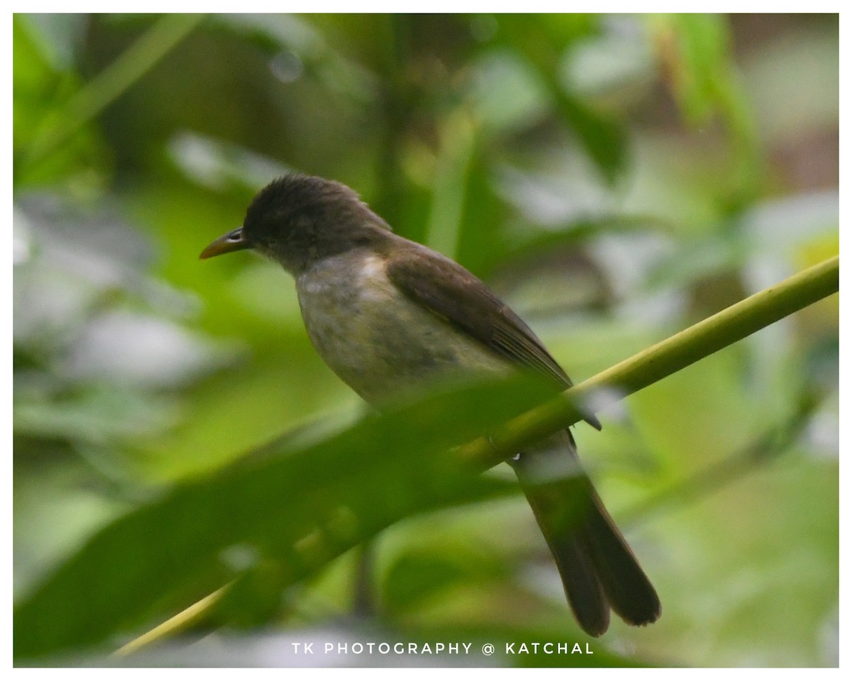 Bulbul de Nicobar - ML610019053