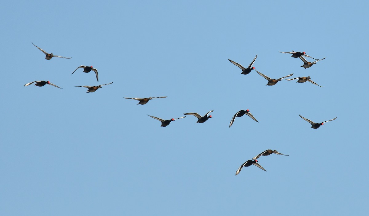 Rosy-billed Pochard - ML610019055
