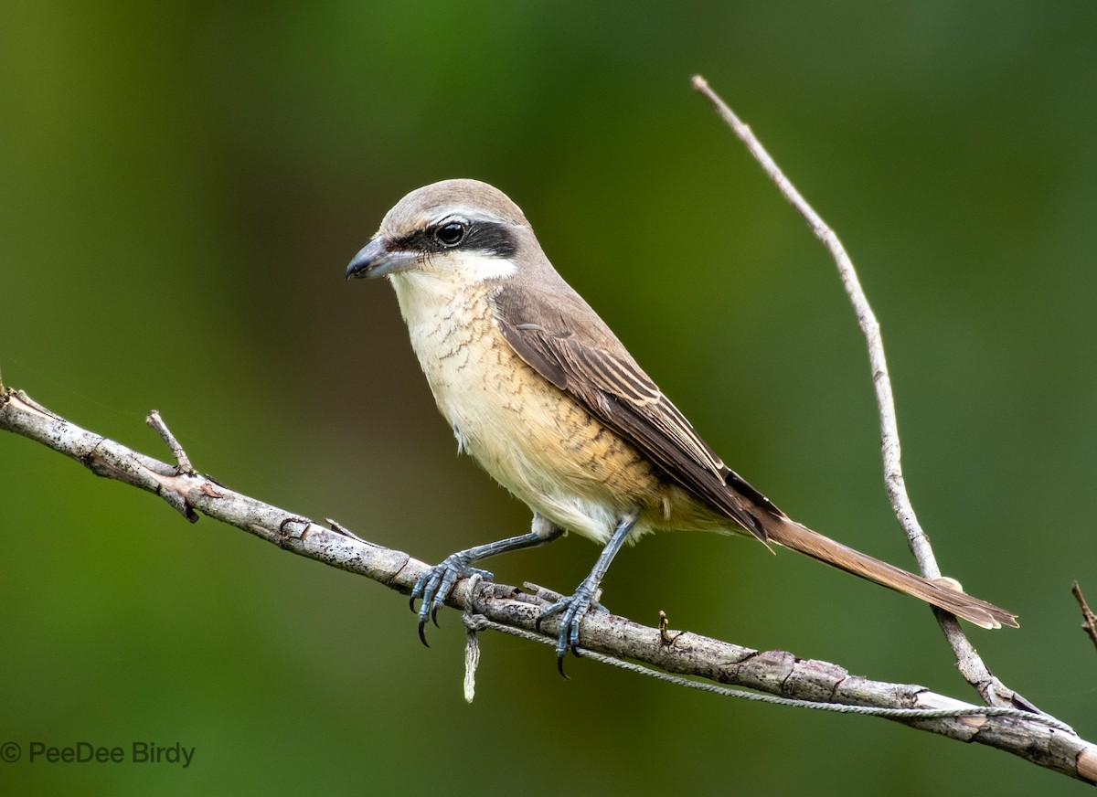 Braunwürger - ML610019061