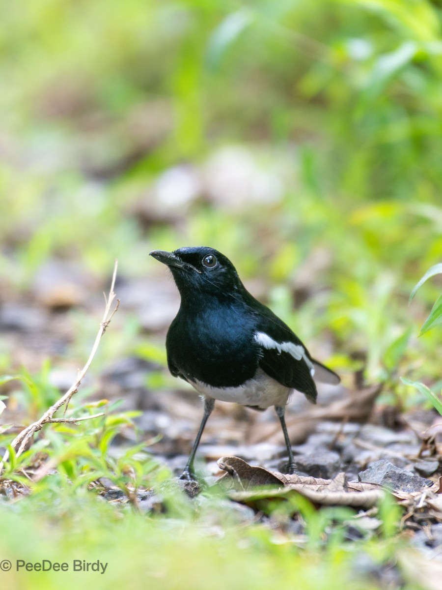 Dajalschama - ML610019064