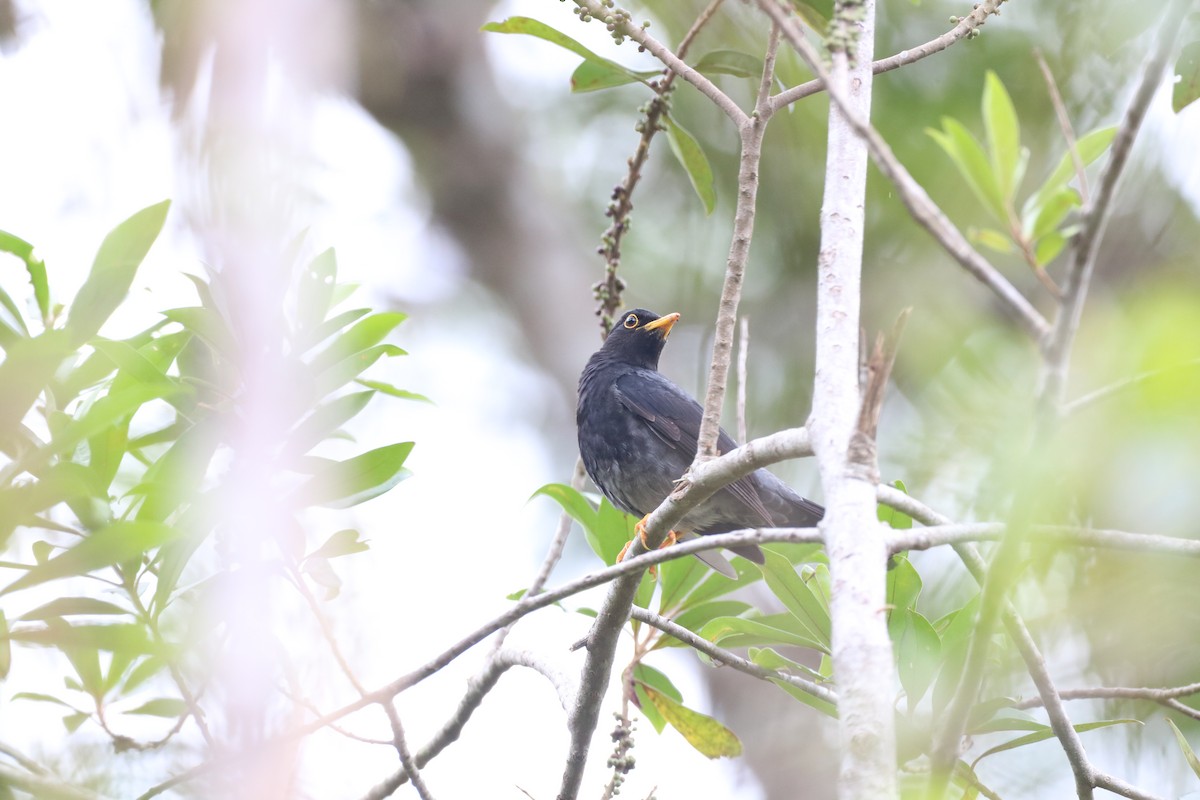 Yellow-legged Thrush - ML610019066