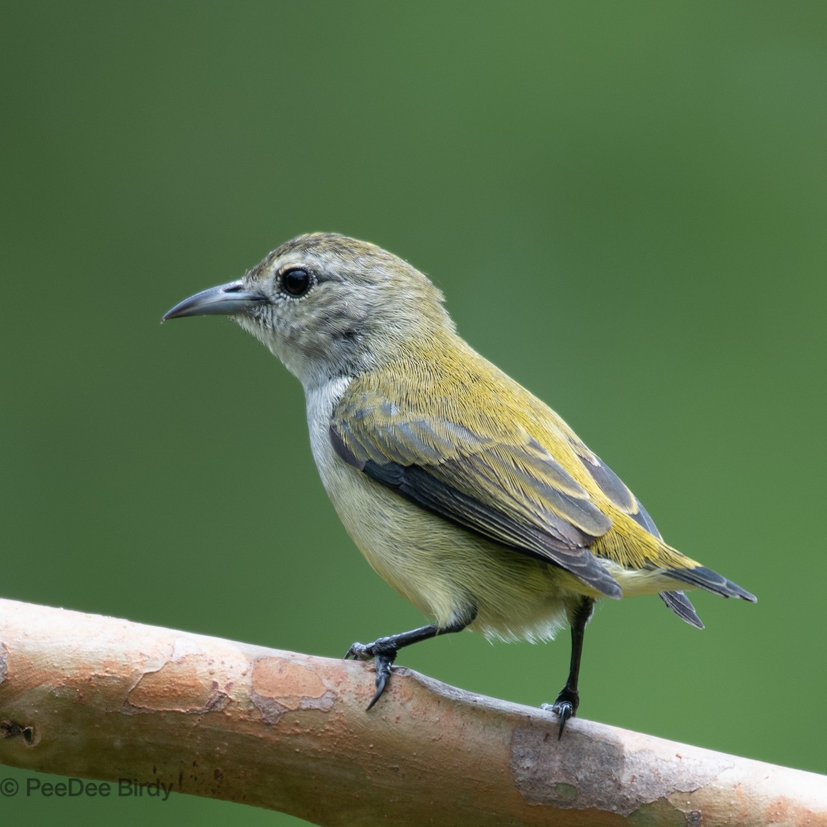 Andamanenmistelfresser - ML610019074