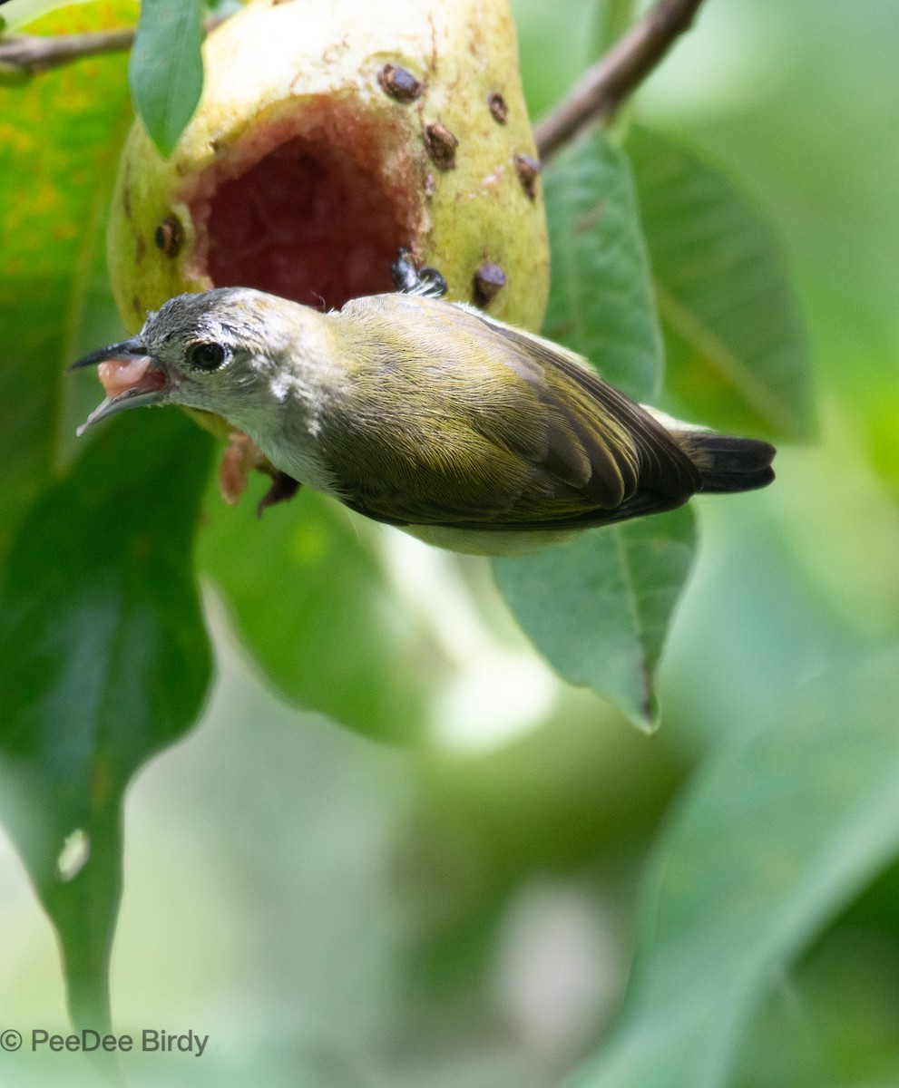 Andamanenmistelfresser - ML610019075