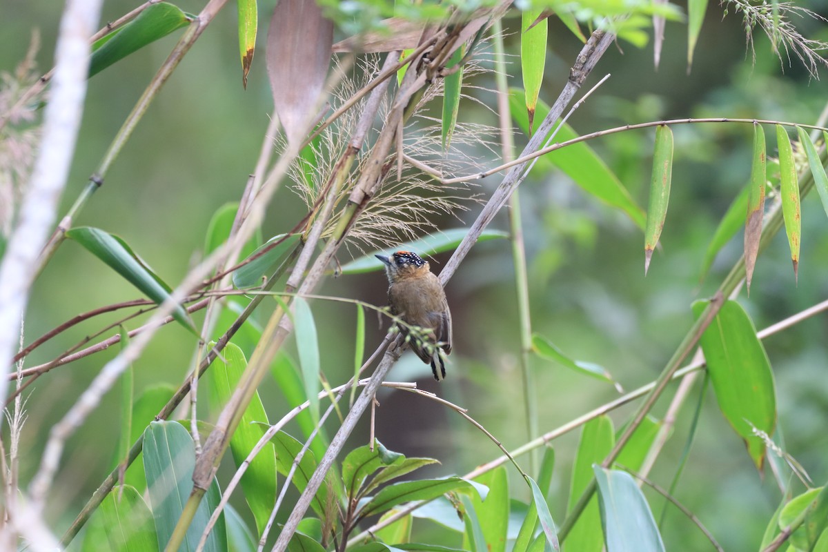 Ochre-collared Piculet - ML610019076