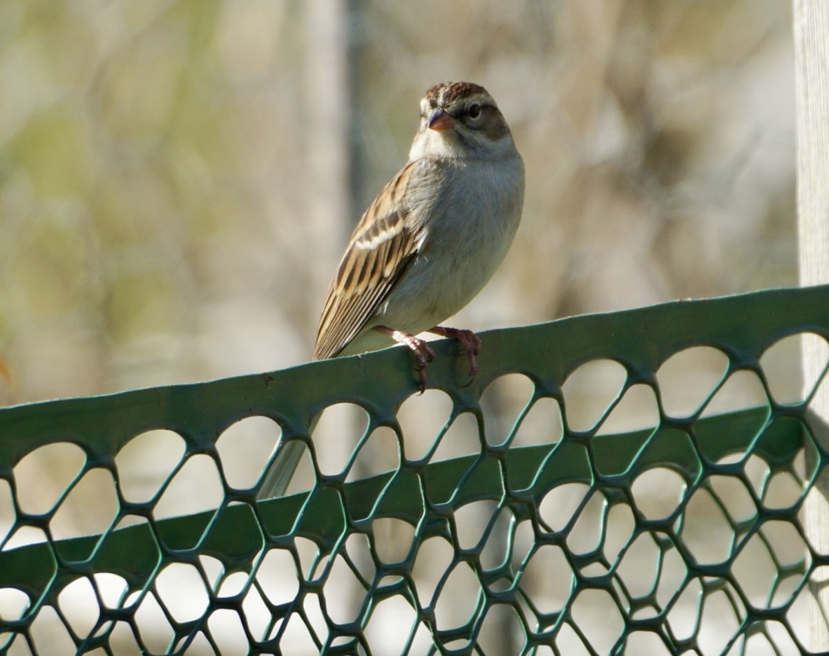 Chipping Sparrow - ML610019080