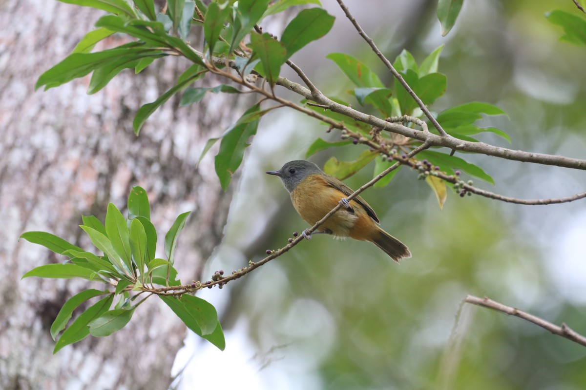 Gray-hooded Flycatcher - Henrique Ressel