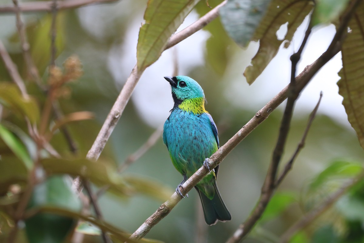 Green-headed Tanager - ML610019085