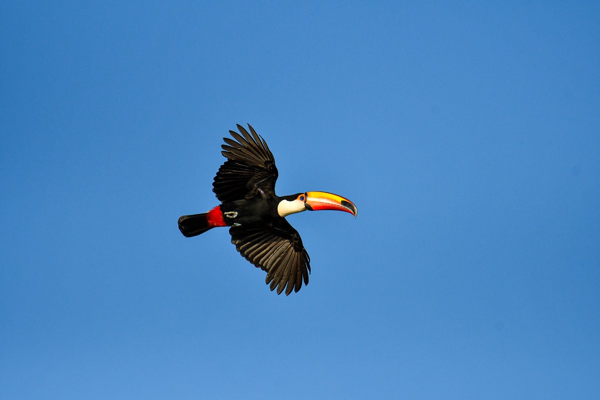 Toco Toucan - ML610019121