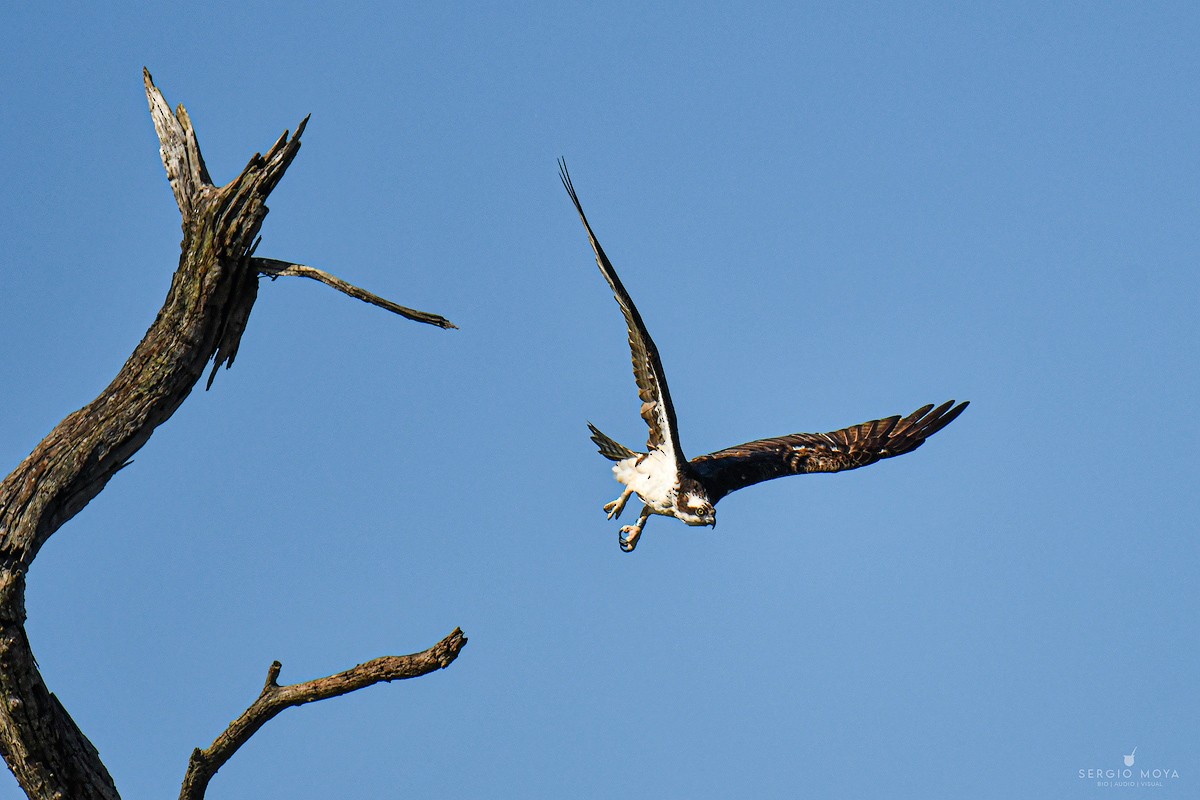 Osprey - ML610019135