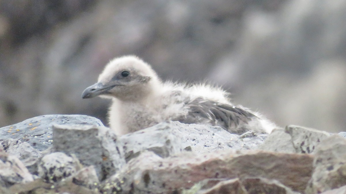 South Polar Skua - ML610019154