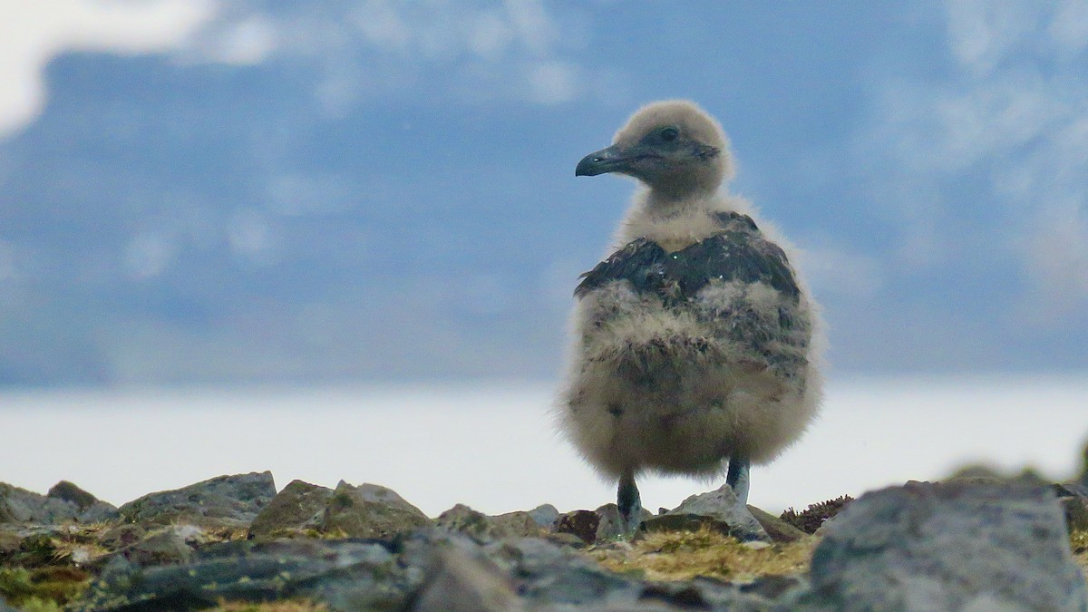 Südpolarskua - ML610019156