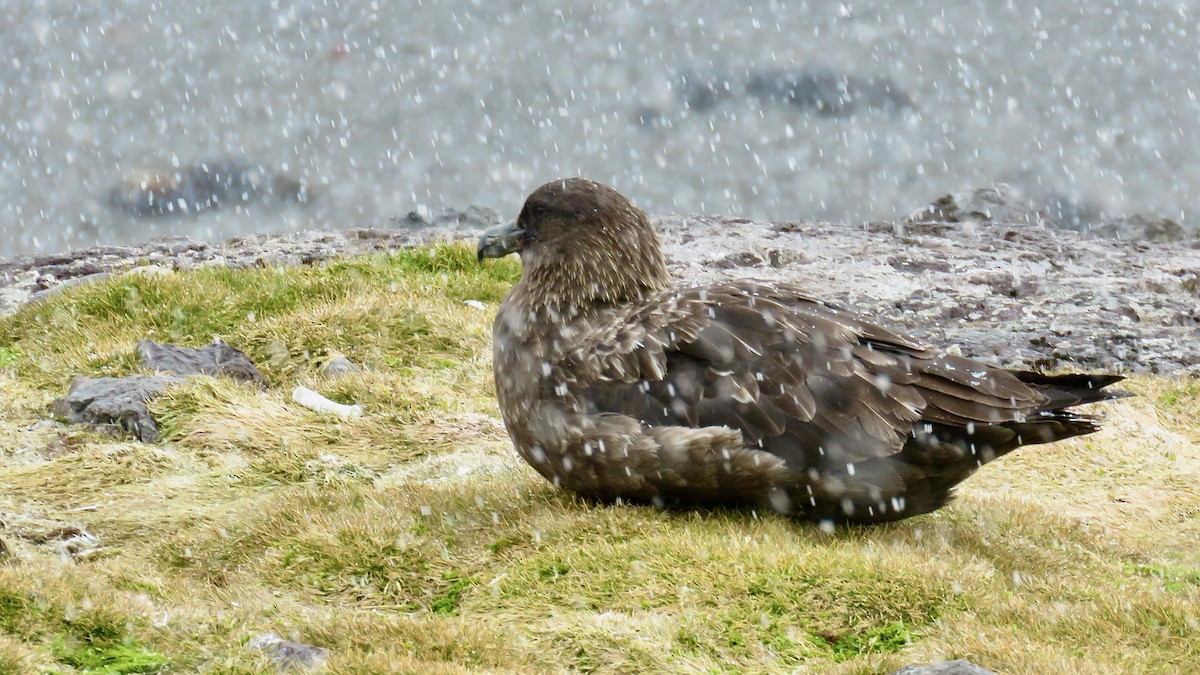 South Polar Skua - Noah Isakov