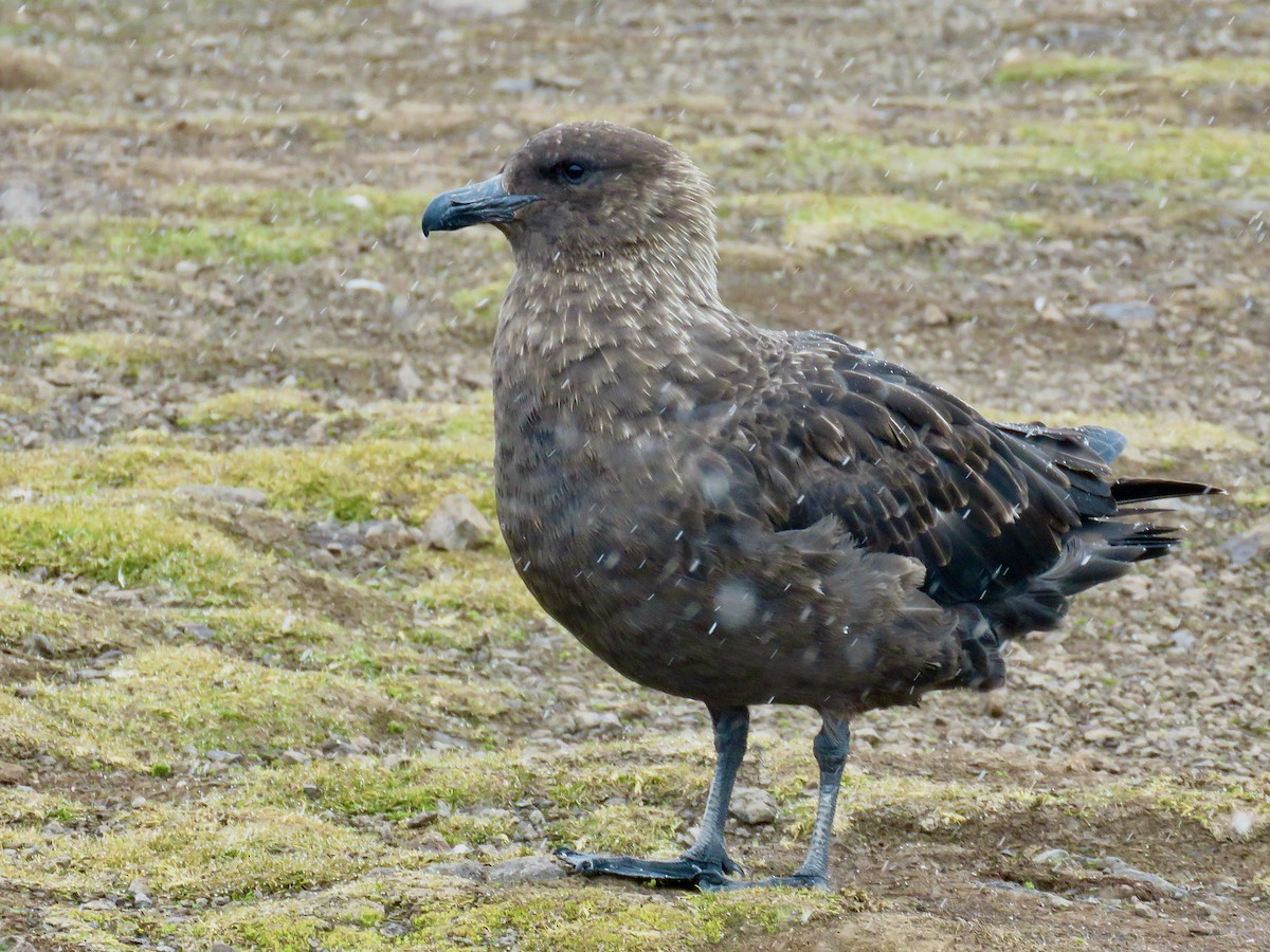 South Polar Skua - Noah Isakov