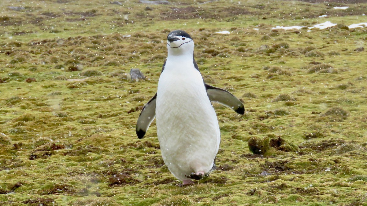 Pingüino Barbijo - ML610019251