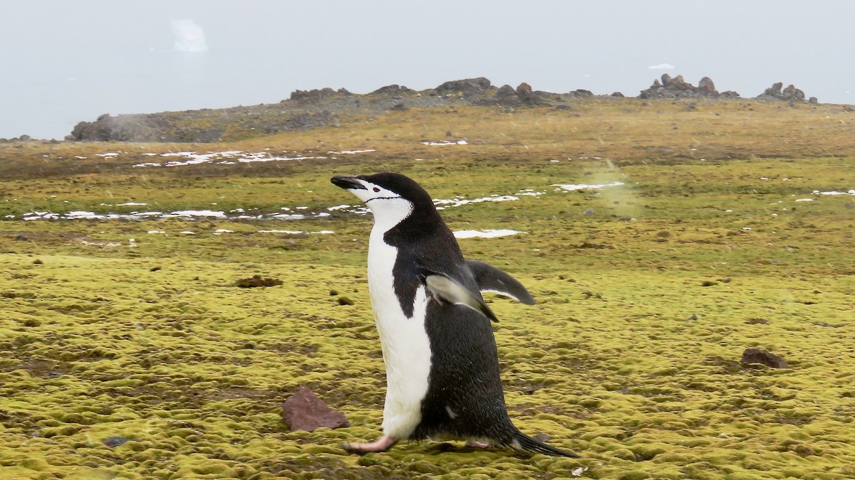 tučňák uzdičkový - ML610019252