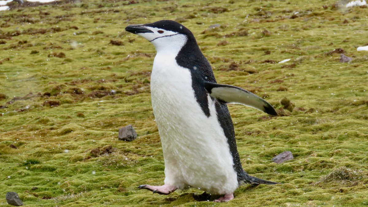 Пінгвін антарктичний - ML610019253