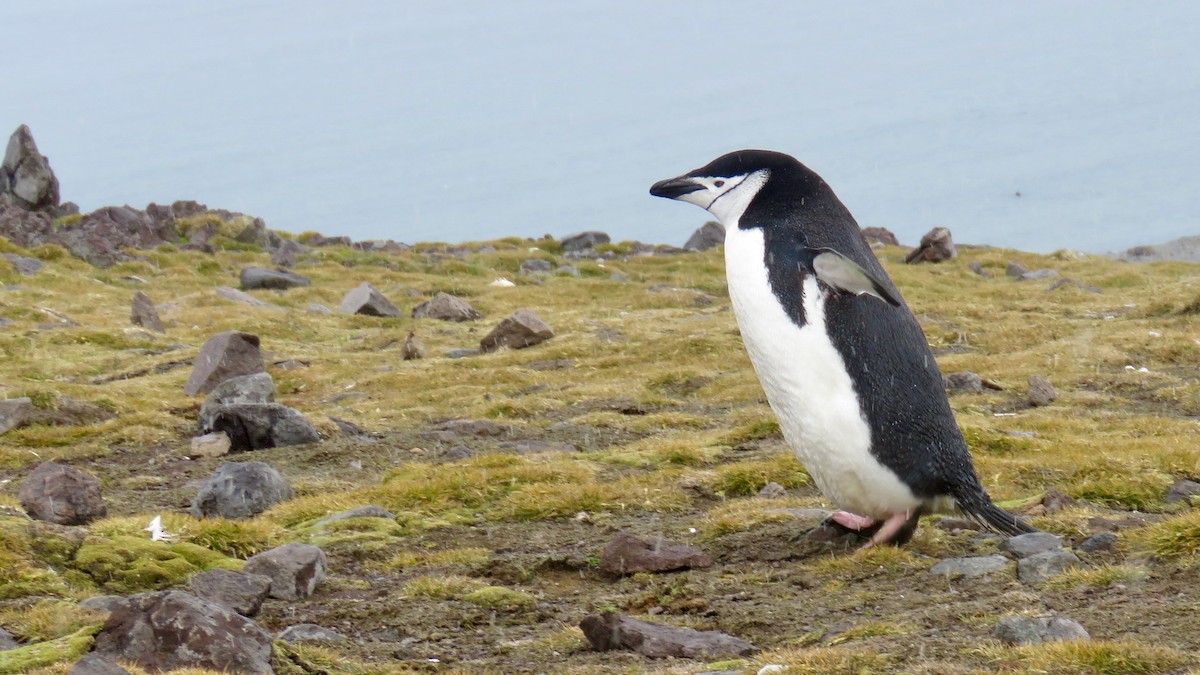 Пінгвін антарктичний - ML610019254