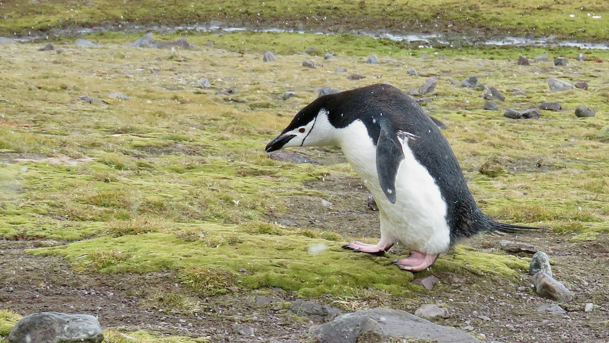 Пінгвін антарктичний - ML610019255