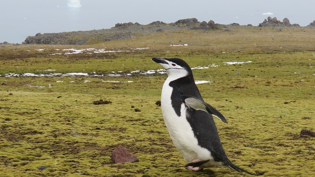 Антарктический пингвин - ML610019257