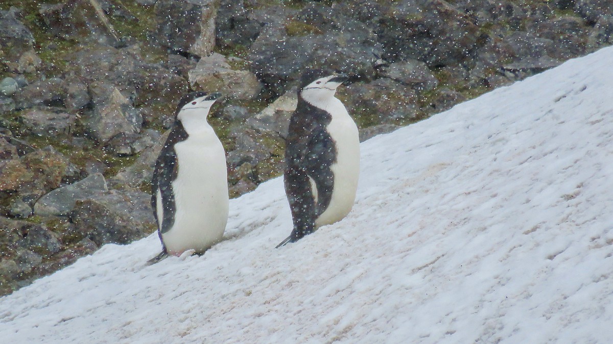 Антарктический пингвин - ML610019258