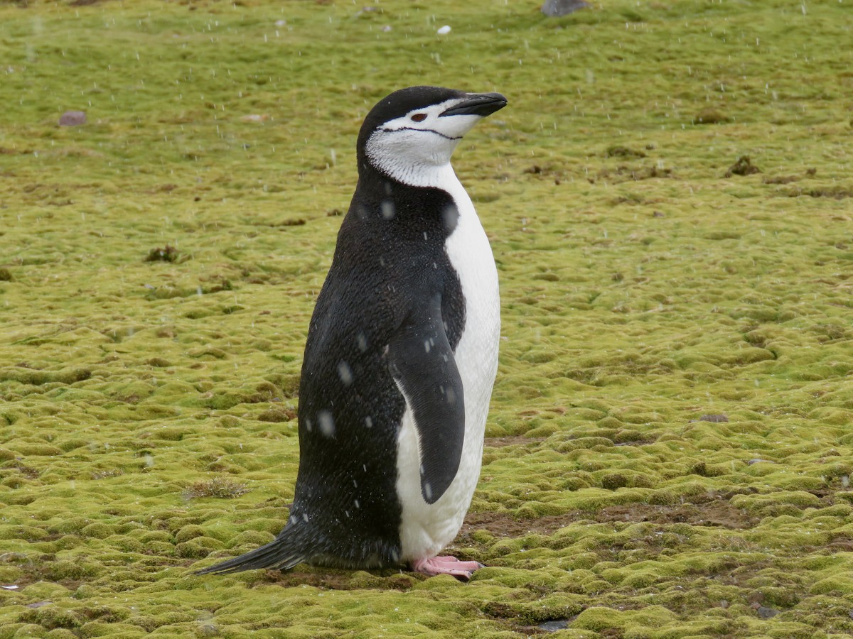 tučňák uzdičkový - ML610019259
