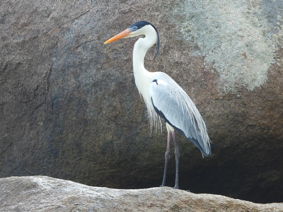 volavka jihoamerická - ML610019290