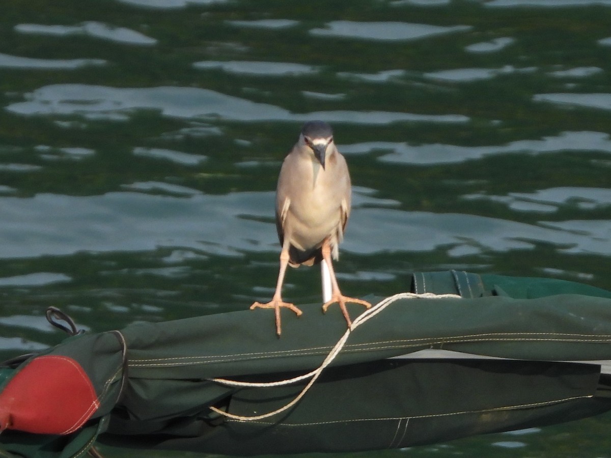 Black-crowned Night Heron - Alexander Grimwade