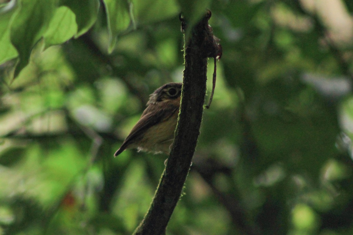 White-throated Spadebill (Eastern) - ML610019294