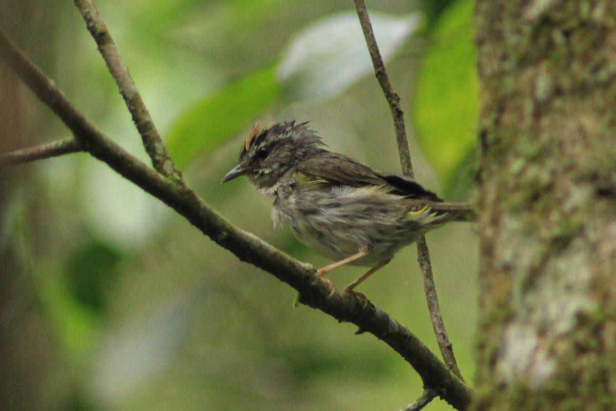 キンイタダキアメリカムシクイ（hypoleucus） - ML610019314