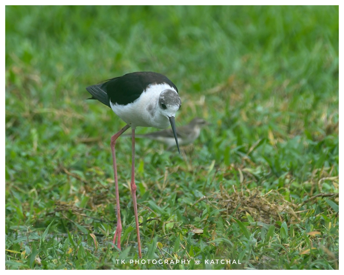 Black-winged Stilt - ML610019318