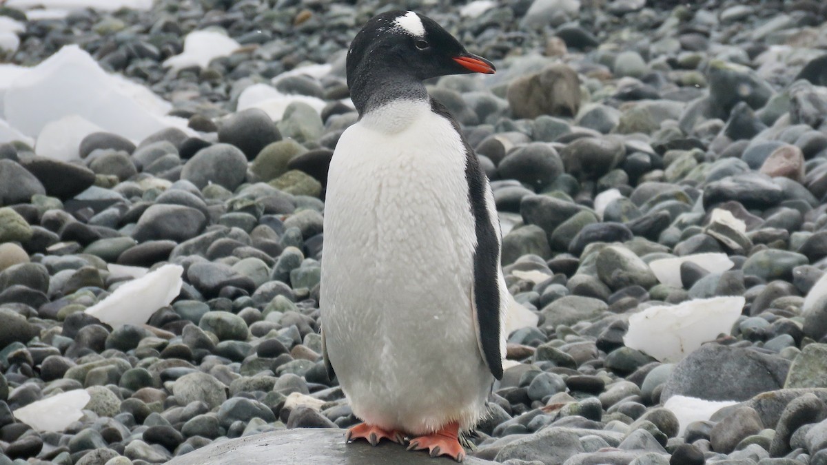 Gentoo Penguin - Noah Isakov