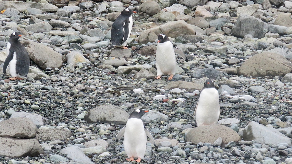 Gentoo Penguin - ML610019332