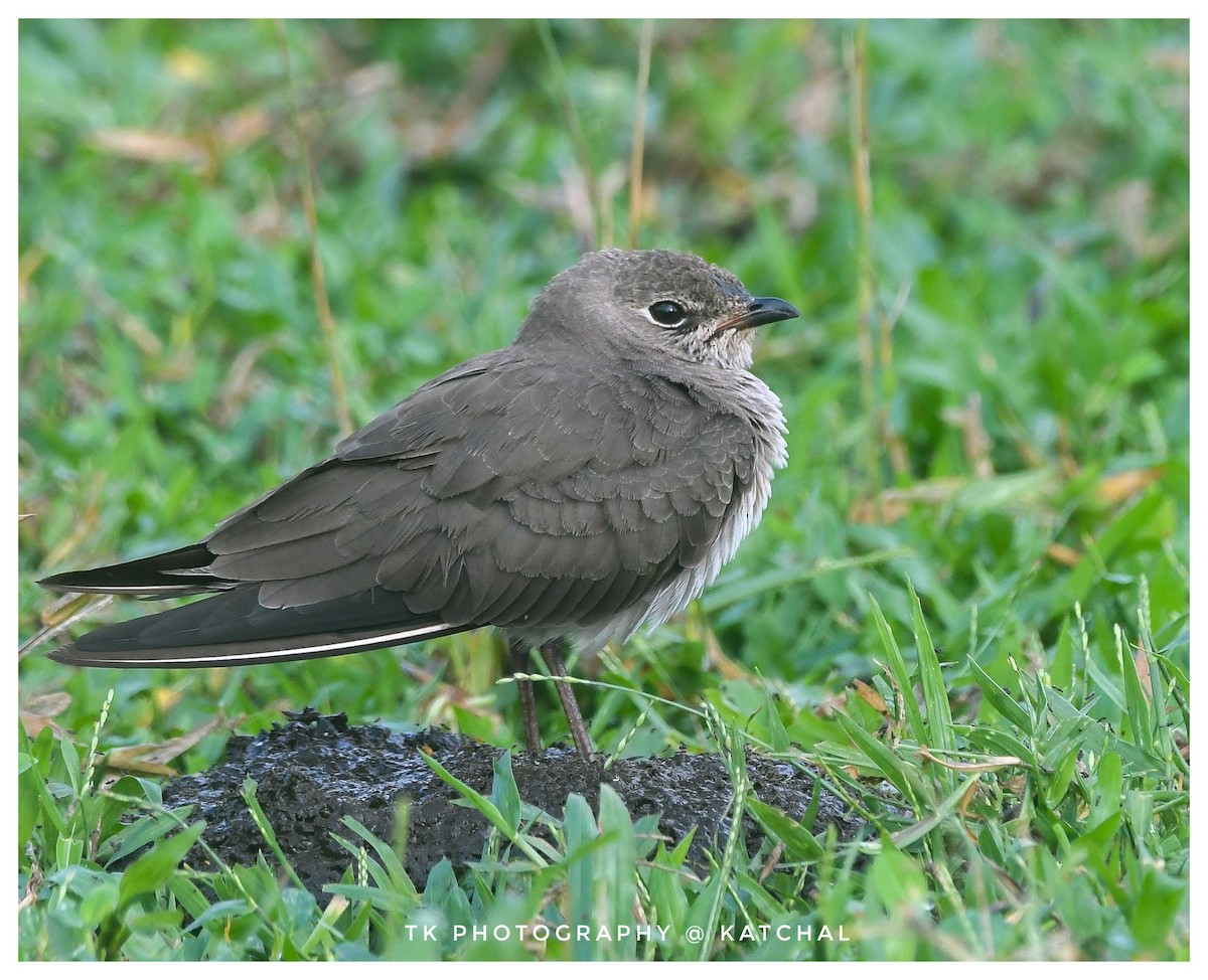 Oriental Pratincole - ML610019337