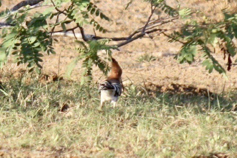 Eurasian Hoopoe - ML610019498