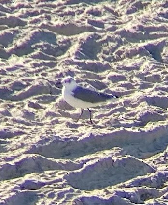 Laughing Gull - Sarah Branagan