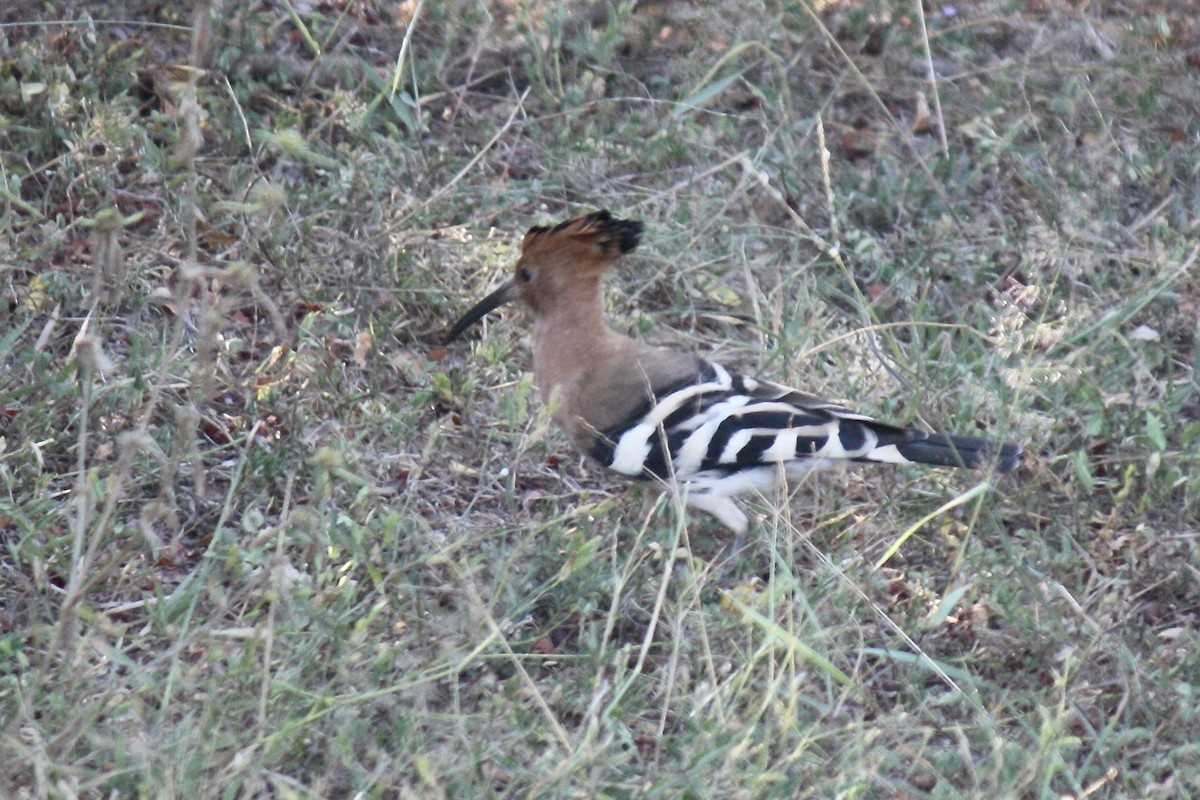 Eurasian Hoopoe - ML610019637