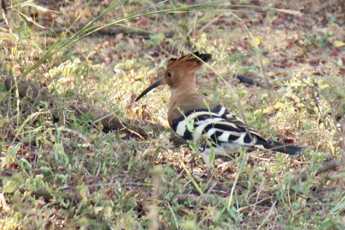 Eurasian Hoopoe - ML610019639