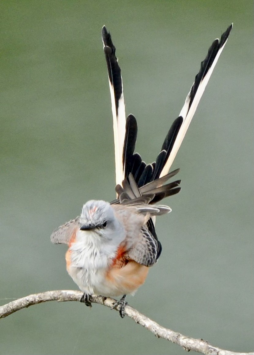 Scissor-tailed Flycatcher - Karen Carpenter