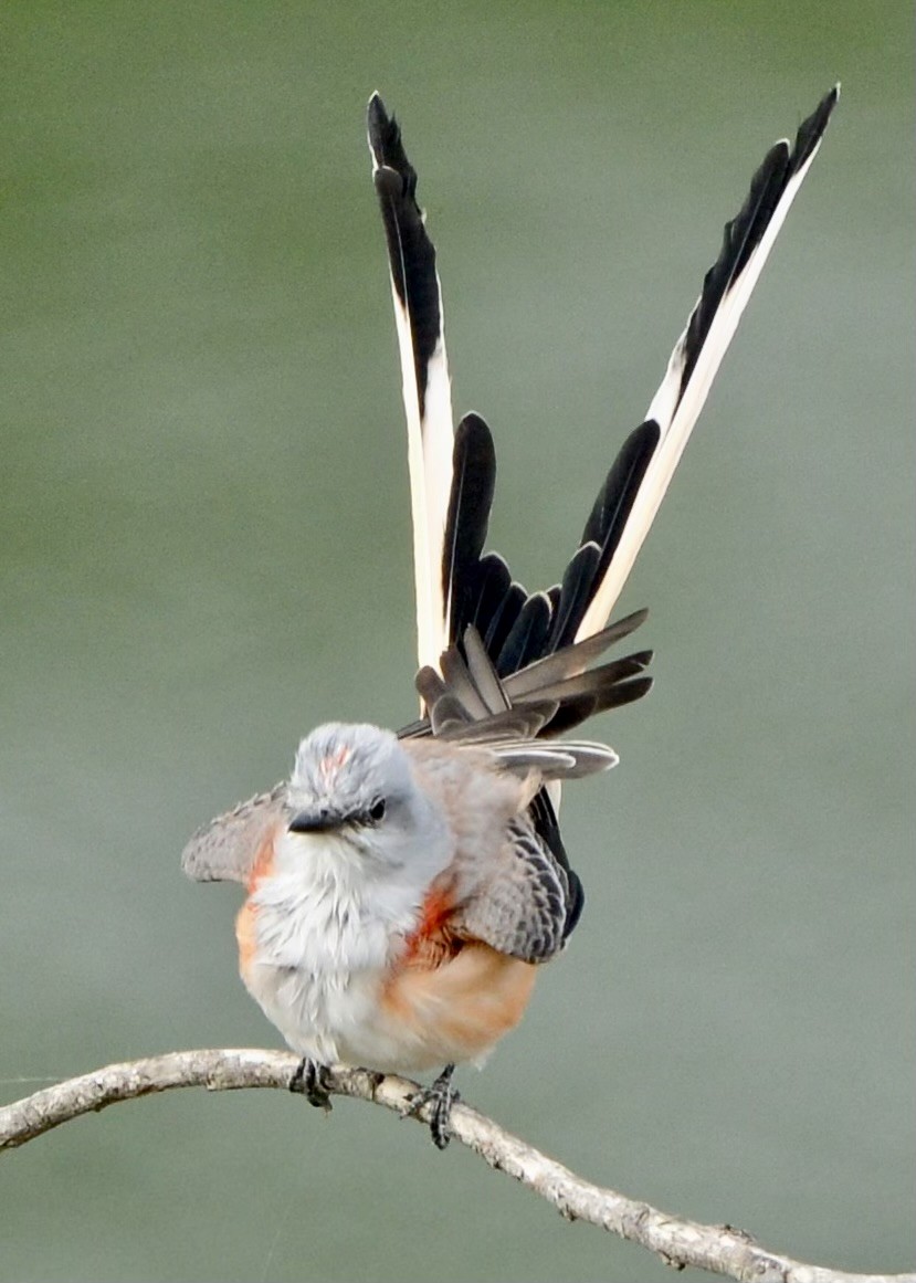 Scissor-tailed Flycatcher - ML610019646