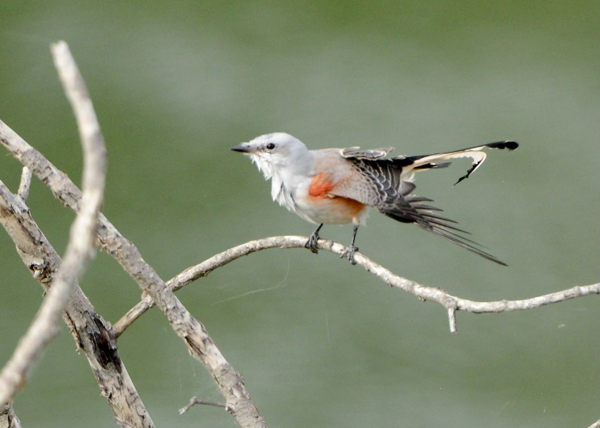 Scissor-tailed Flycatcher - ML610019647