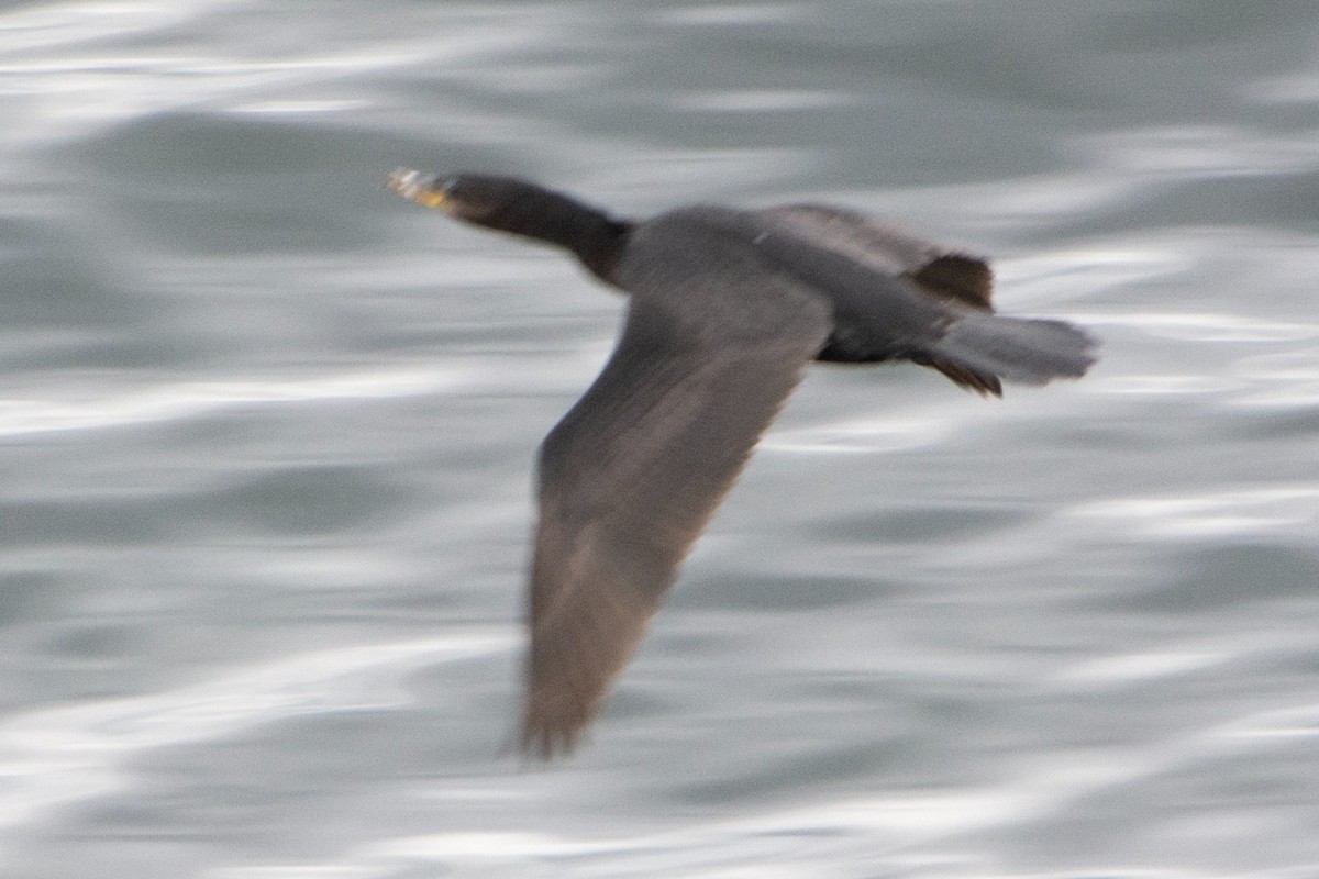 Neotropic Cormorant - ML610019696