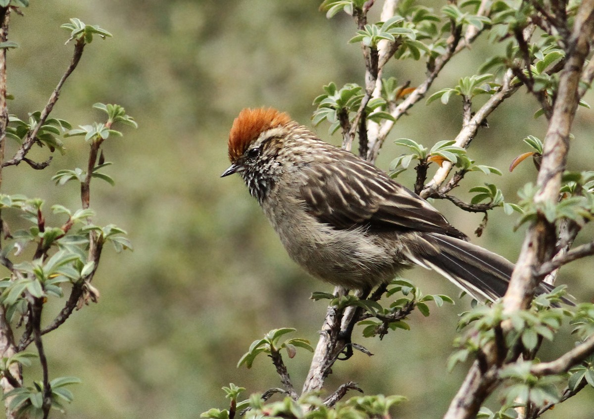 White-browed Tit-Spinetail - Luke Seitz