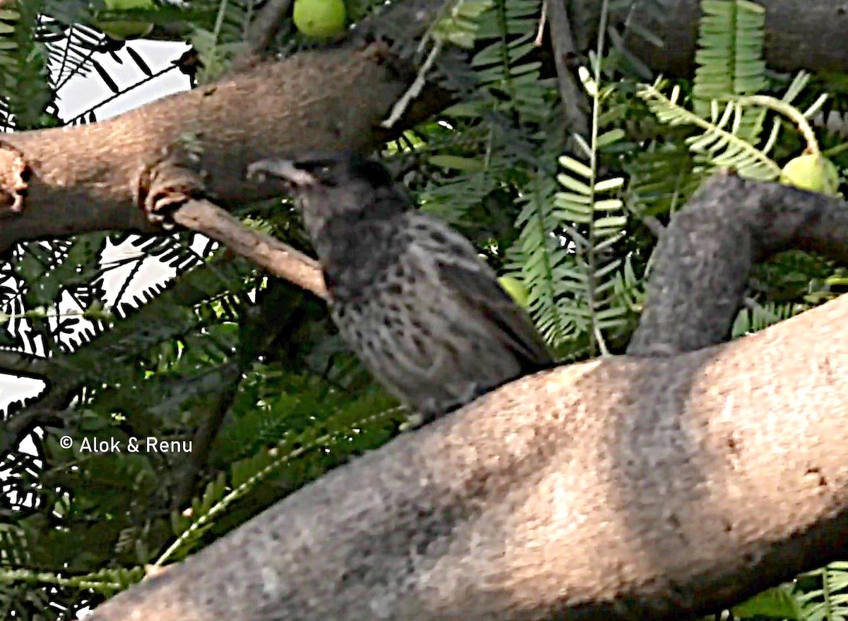 Black-throated Thrush - ML610019735