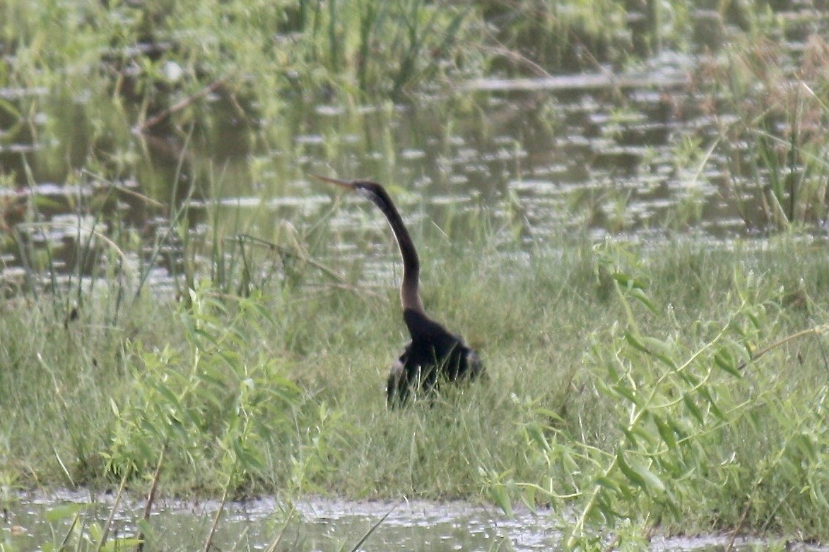 Oriental Darter - ML610019736