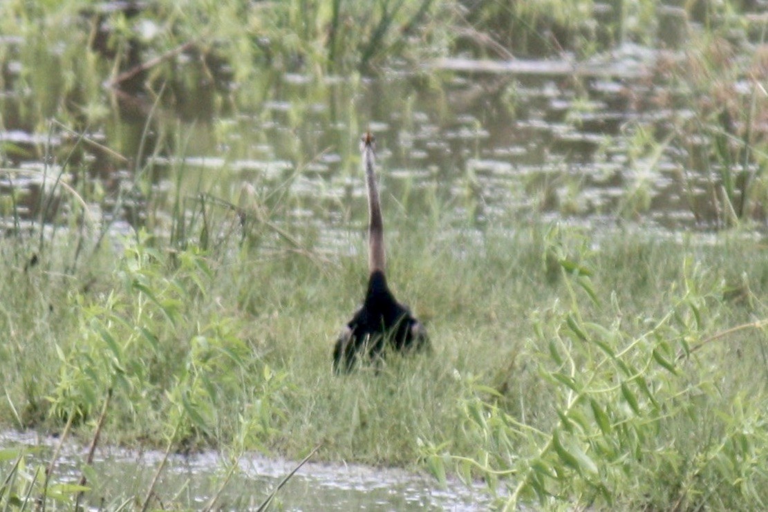 Oriental Darter - ML610019738