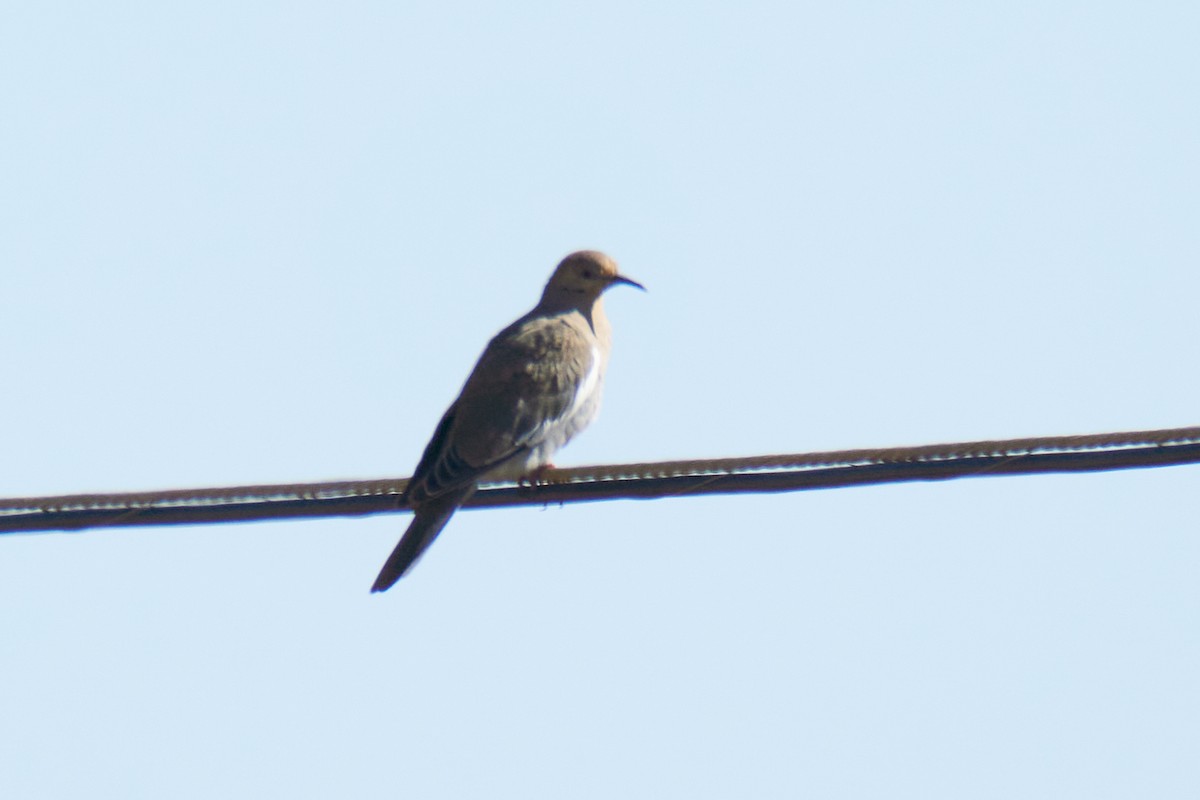 White-winged Dove - ML610019744